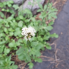 Valeriana californica