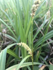 Carex granularis