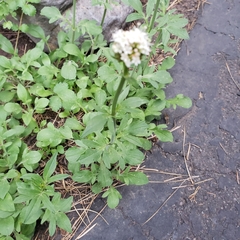 Valeriana californica