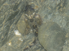 Blennodon dorsalis