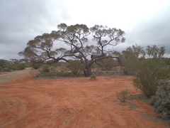 Acacia papyrocarpa