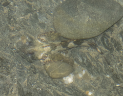 Blennodon dorsalis