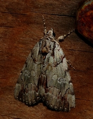 Catocala praeclara