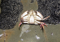 Metacarcinus novaezelandiae