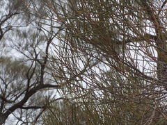 Acacia papyrocarpa