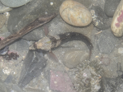 Ruanoho decemdigitatus