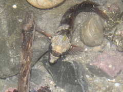 Ruanoho decemdigitatus