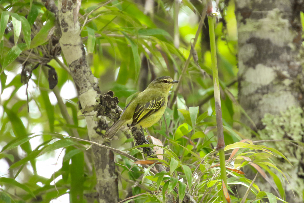 Peruvian Tyrannulet
