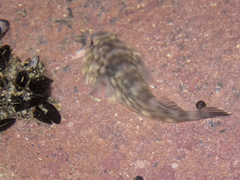 Diplocrepis puniceus