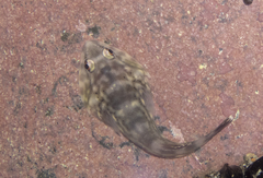 Diplocrepis puniceus