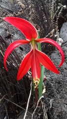 Sprekelia formosissima