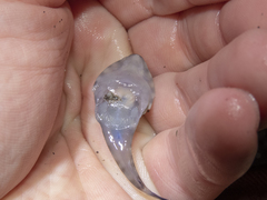 Diplocrepis puniceus