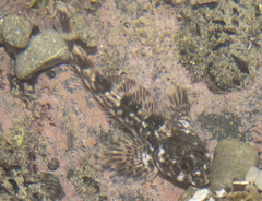 Blennodon dorsalis