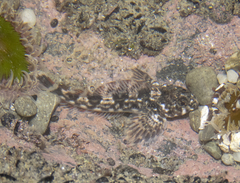 Blennodon dorsalis