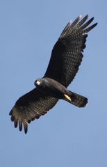 Zone-Tailed Hawk photo 4