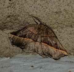 Metanema determinata