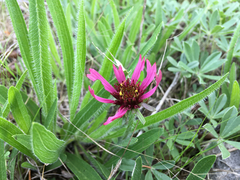 Echinacea tennesseensis