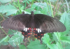 Papilio polytes stichius