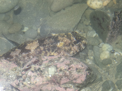 Bovichtus variegatus