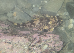 Bovichtus variegatus