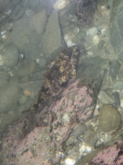 Bovichtus variegatus