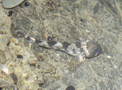 Blennodon dorsalis
