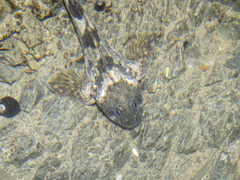 Blennodon dorsalis