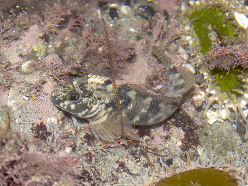Forsterygion gymnotum Scott, 1977