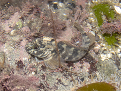 Robust Triplefin photo 1