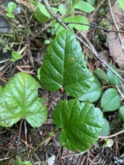 Rubus nivalis