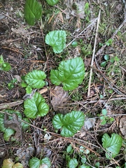 Rubus nivalis