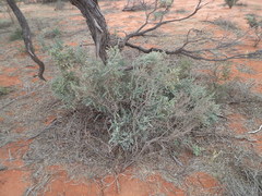 Maireana pyramidata
