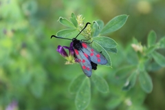 Zygaena lonicerae