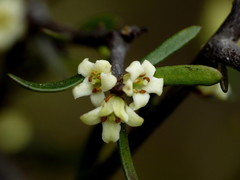 Pittosporum anomalum
