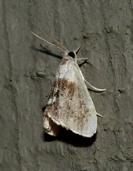 Lipocosmodes fuliginosalis