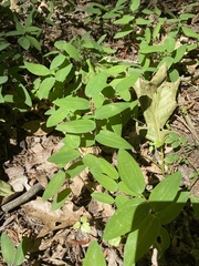 Polygonatum biflorum
