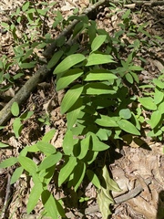 Polygonatum biflorum