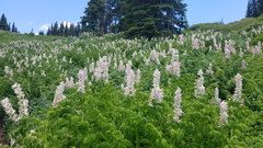 Corydalis caseana brandegeei