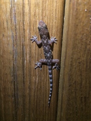Hemidactylus mabouia