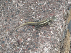 Microlophus bivittatus