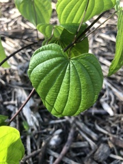 Dioscorea villosa