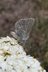 Satyrium semiluna