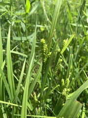 Carex granularis