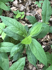 Stachys tenuifolia