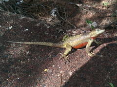 Microlophus bivittatus