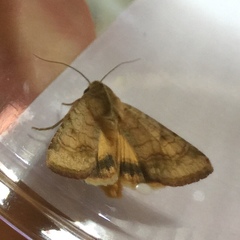 Noctuidae