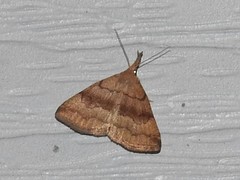 Phalaenostola metonalis