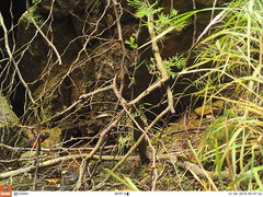 Anisognathus igniventris