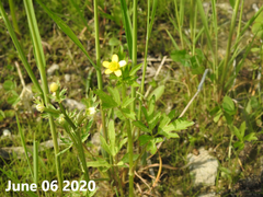 Ranunculus chinensis