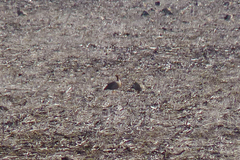 Chloephaga rubidiceps